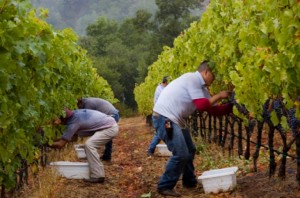 Wine-Harvest