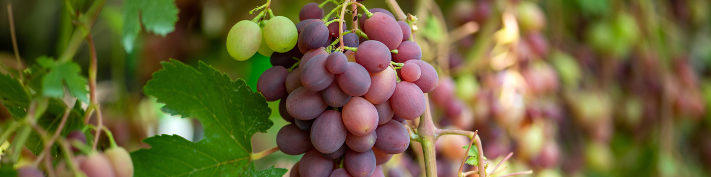 For wine to be labelled as "organic", only organic grapes are used with minimal natural preservatives and more. 