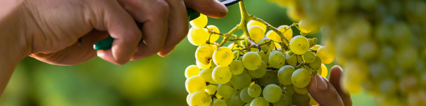 hand-picking white grapes