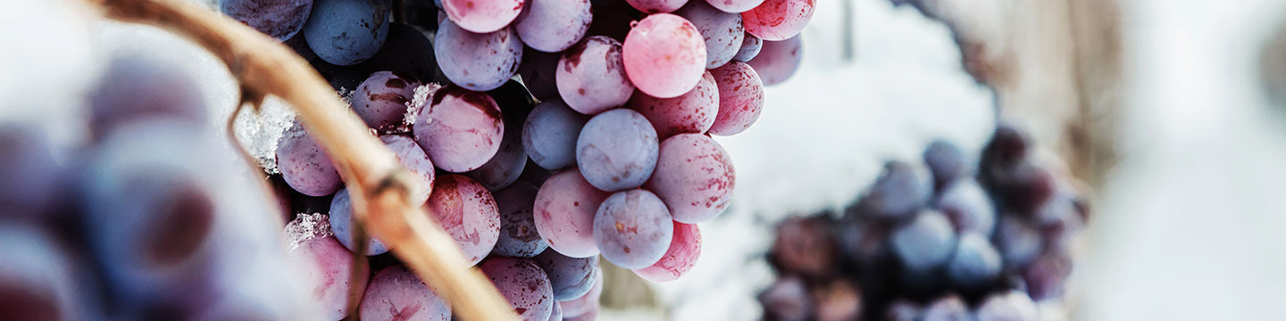 Wines of Germany: Eiswein - frozen grapes on the vine