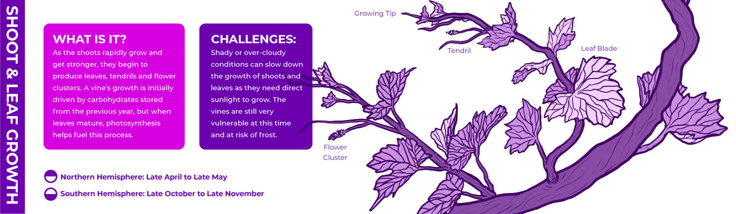 Shoot and leaf growth in the vineyard infographic