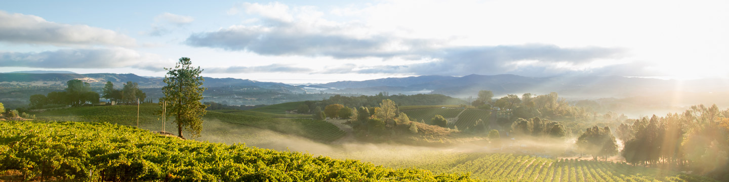 fog rolls in over the vineyards in California