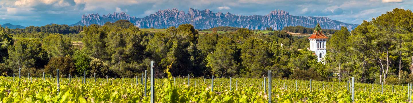Wines of Spain: a vineyard in Penedes, Catalonia