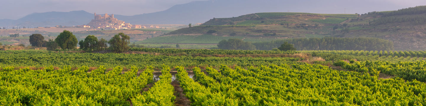 Wines of Spain: a vineyard in Rioja