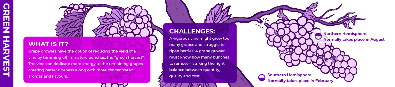 infographic showing what happens to a vine during green harvest