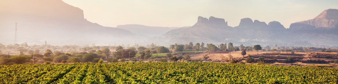 New Latitude Wine: A vineyard in India