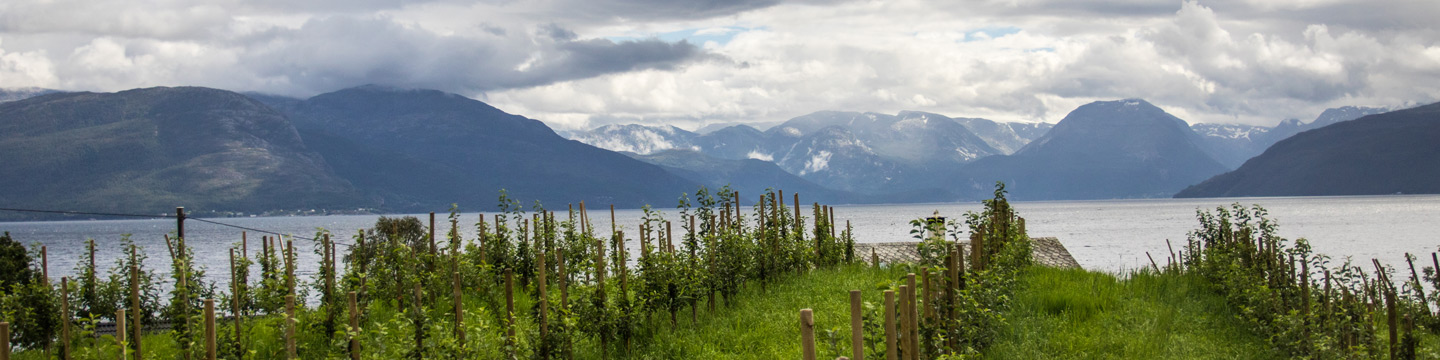 New Latitude Wine: A Vineyard at a Fjord in Norway