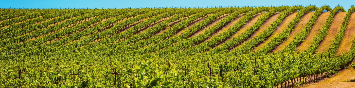 Vineyards in Napa Valley, California. A New World wine region