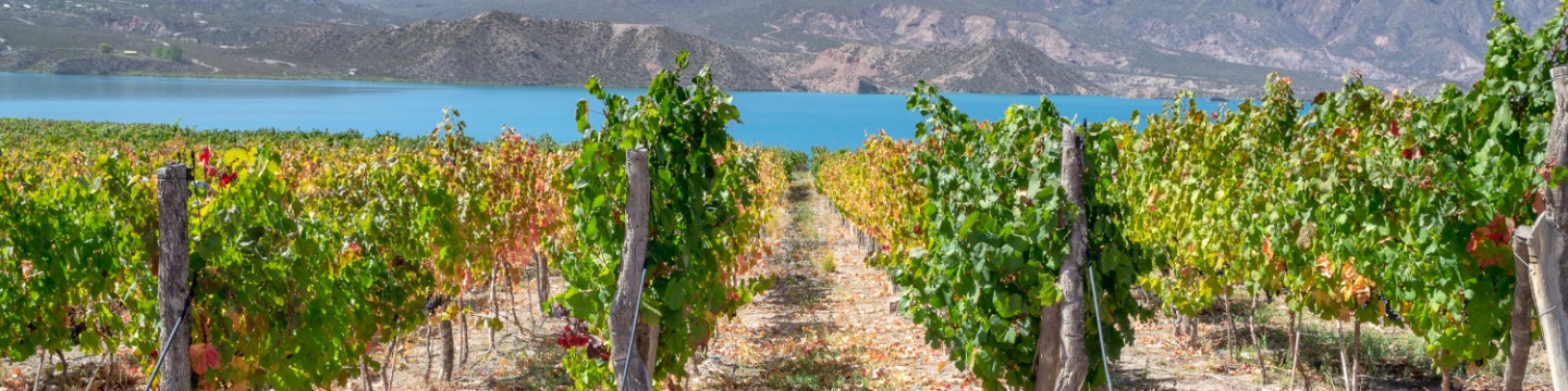 Vineyards that overlook the mountain and a small waterbody in Mendoza, Argentina. A New World wine region