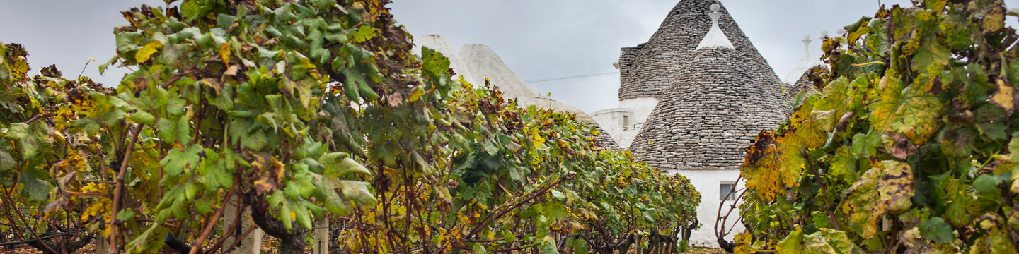 Zinfandel vineyards in Puglia