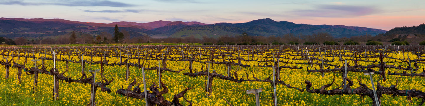 Zinfandel vineyards in Napa Valley