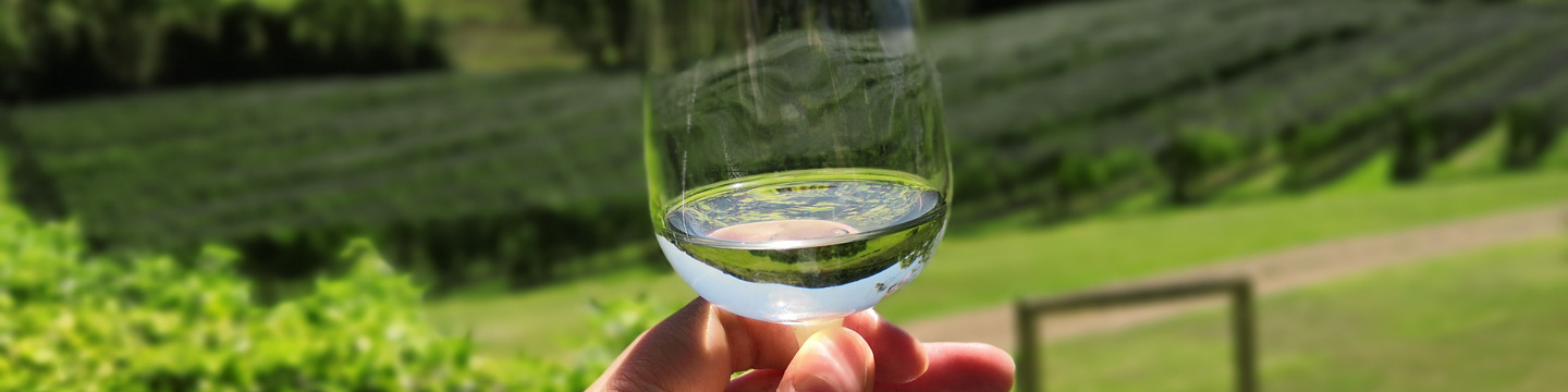 A glass of sauvignon blanc in front of a New Zealand vineyard