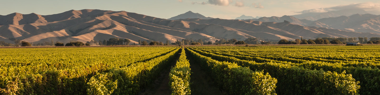 Marlborough vineyard landscape