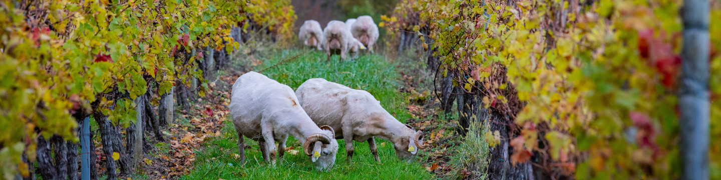 sustainable wines through biodiversity in the vineyard